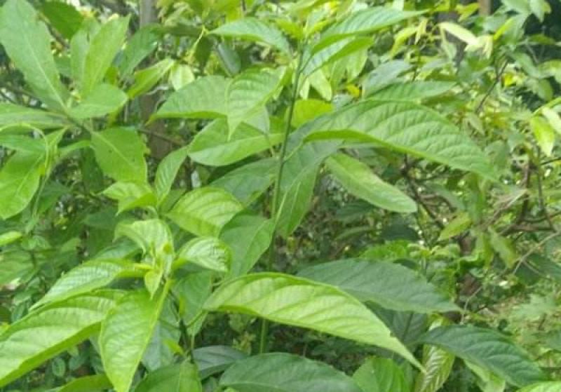 大青种子臭大青种子药用花卉绿植物名贵中草药材种子庭院盆栽