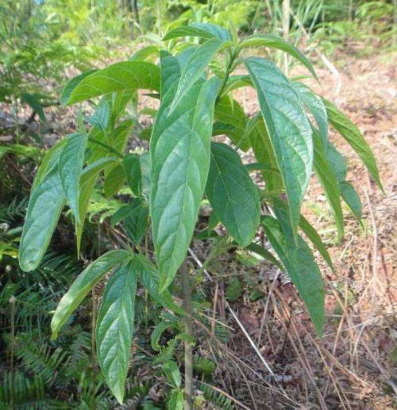 大青种子臭大青种子药用花卉绿植物名贵中草药材种子庭院盆栽