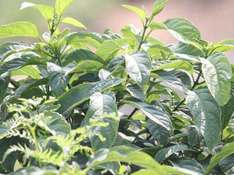 大青种子臭大青种子药用花卉绿植物名贵中草药材种子庭院盆栽