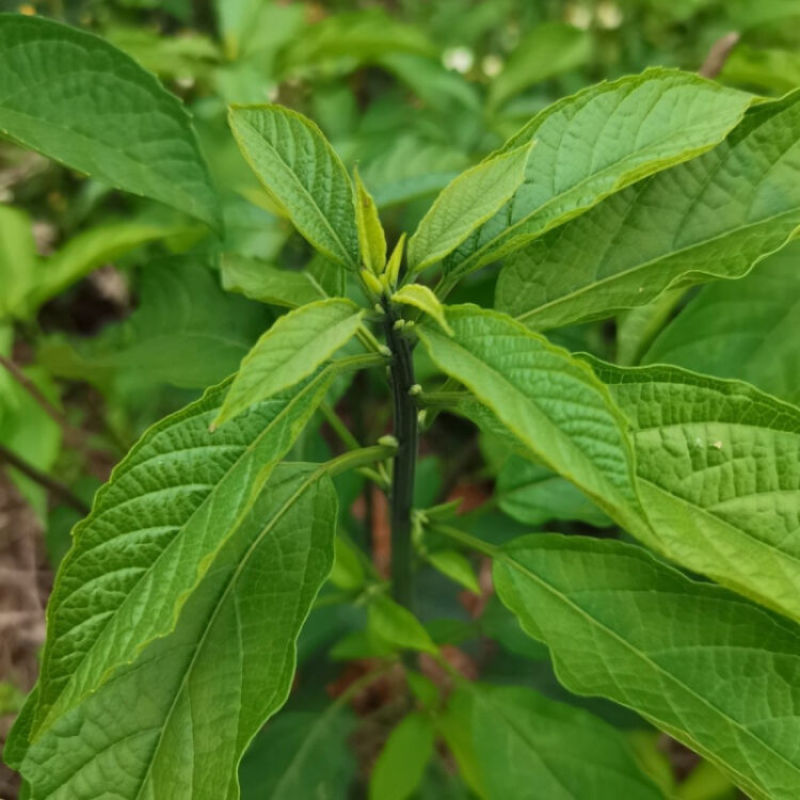 大青种子臭大青种子药用花卉绿植物名贵中草药材种子庭院盆栽