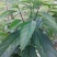 大青种子臭大青种子药用花卉绿植物名贵中草药材种子庭院盆栽