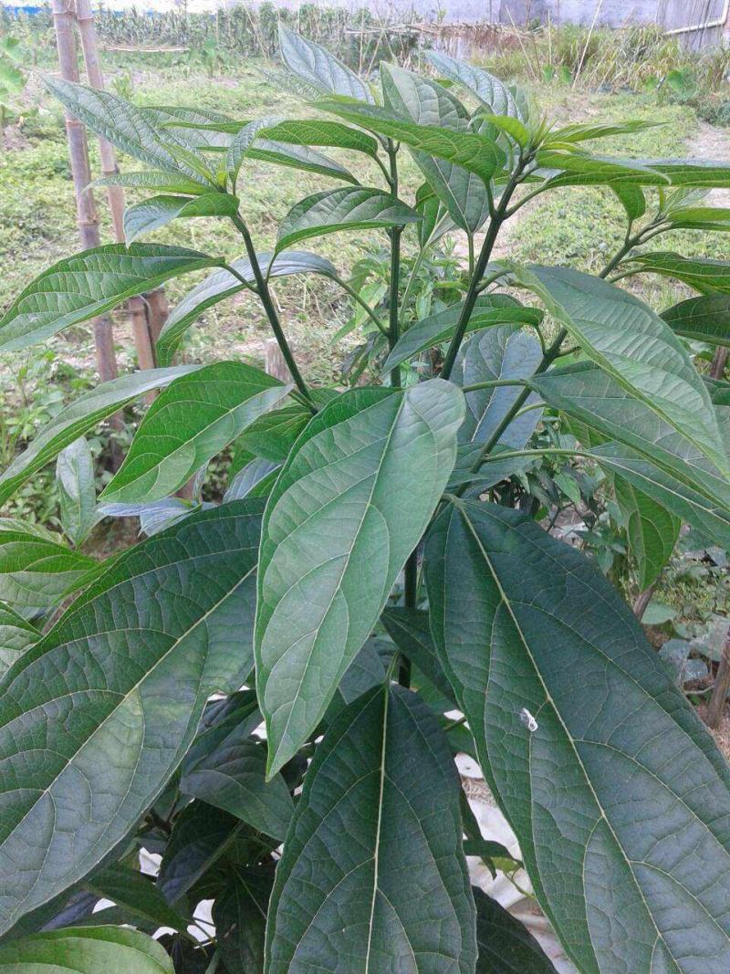 大青种子臭大青种子药用花卉绿植物名贵中草药材种子庭院盆栽