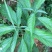 大青种子臭大青种子药用花卉绿植物名贵中草药材种子庭院盆栽