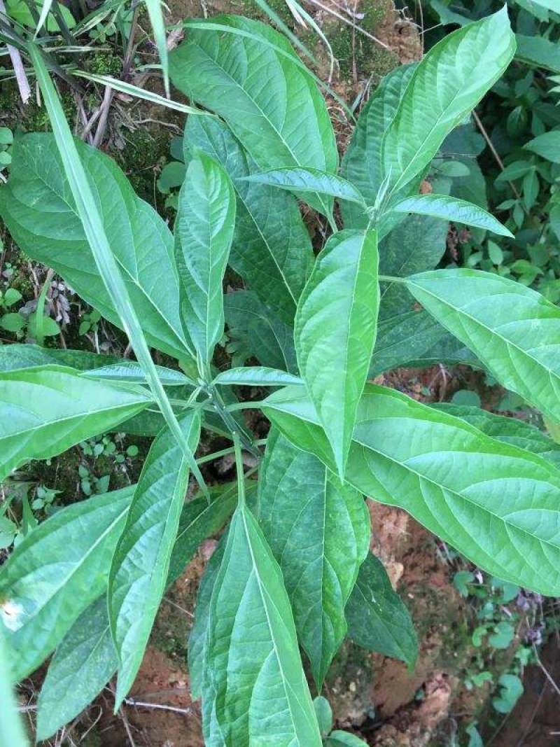 大青种子臭大青种子药用花卉绿植物名贵中草药材种子庭院盆栽