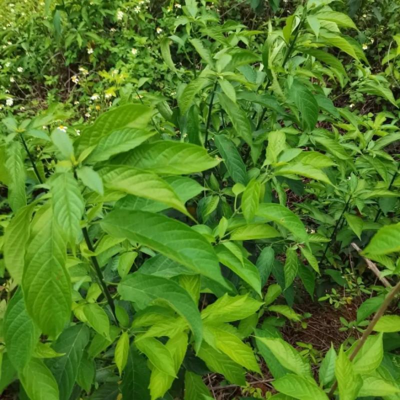 大青种子臭大青种子药用花卉绿植物名贵中草药材种子庭院盆栽