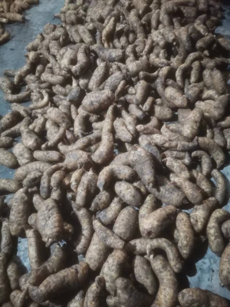 陕西汉中精品天麻，红天麻，杂交天麻，干天麻，新鲜天麻，
