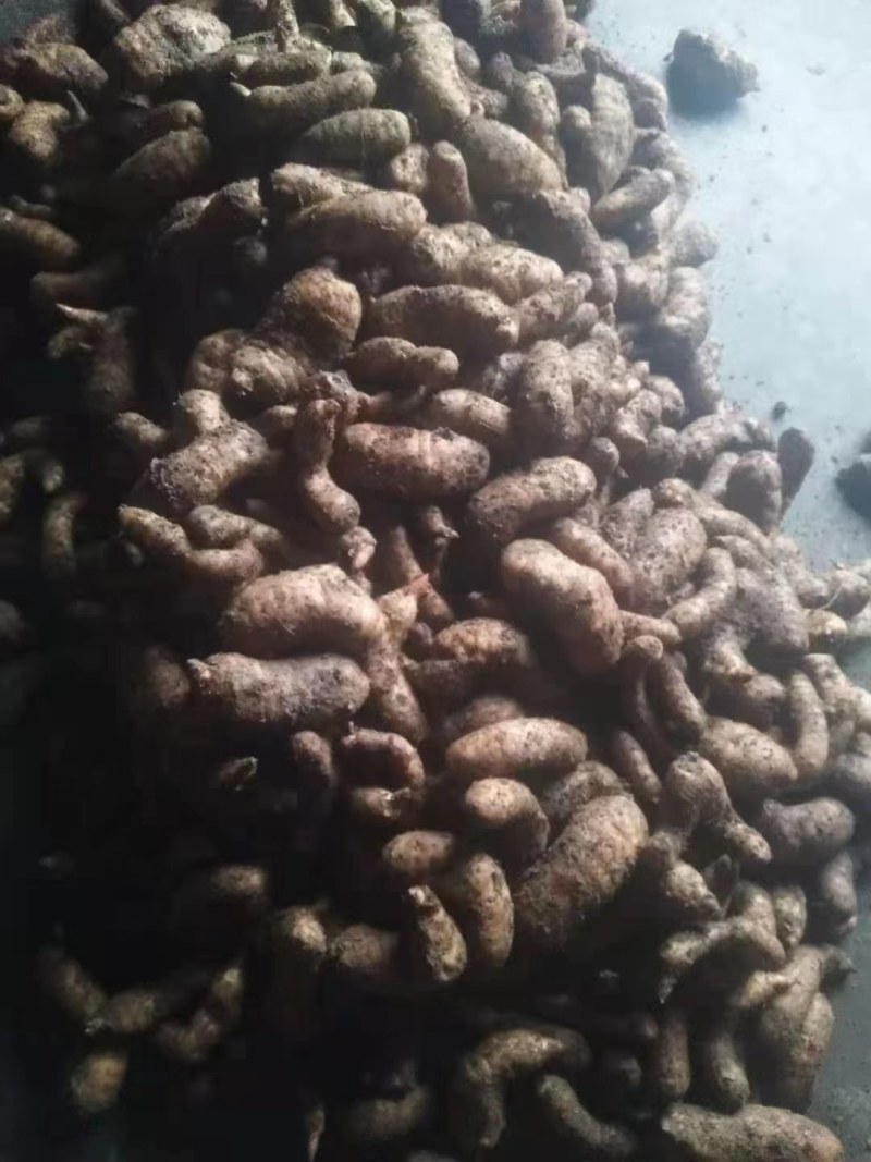 陕西汉中精品天麻，红天麻，杂交天麻，干天麻，新鲜天麻，