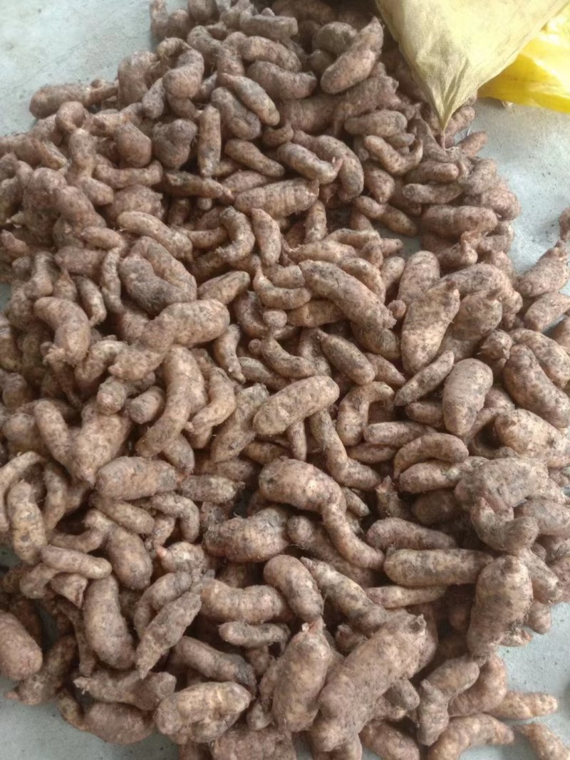 陕西汉中精品天麻，红天麻，杂交天麻，干天麻，新鲜天麻，