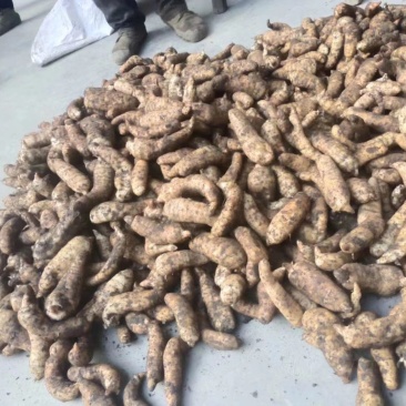 陕西汉中精品天麻，红天麻，杂交天麻，干天麻，新鲜天麻，