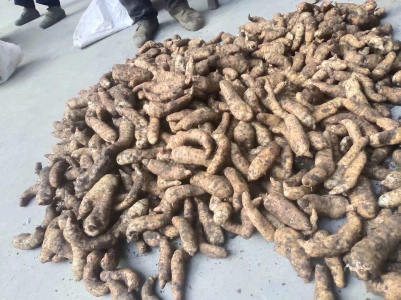 陕西汉中精品天麻，红天麻，杂交天麻，干天麻，新鲜天麻，