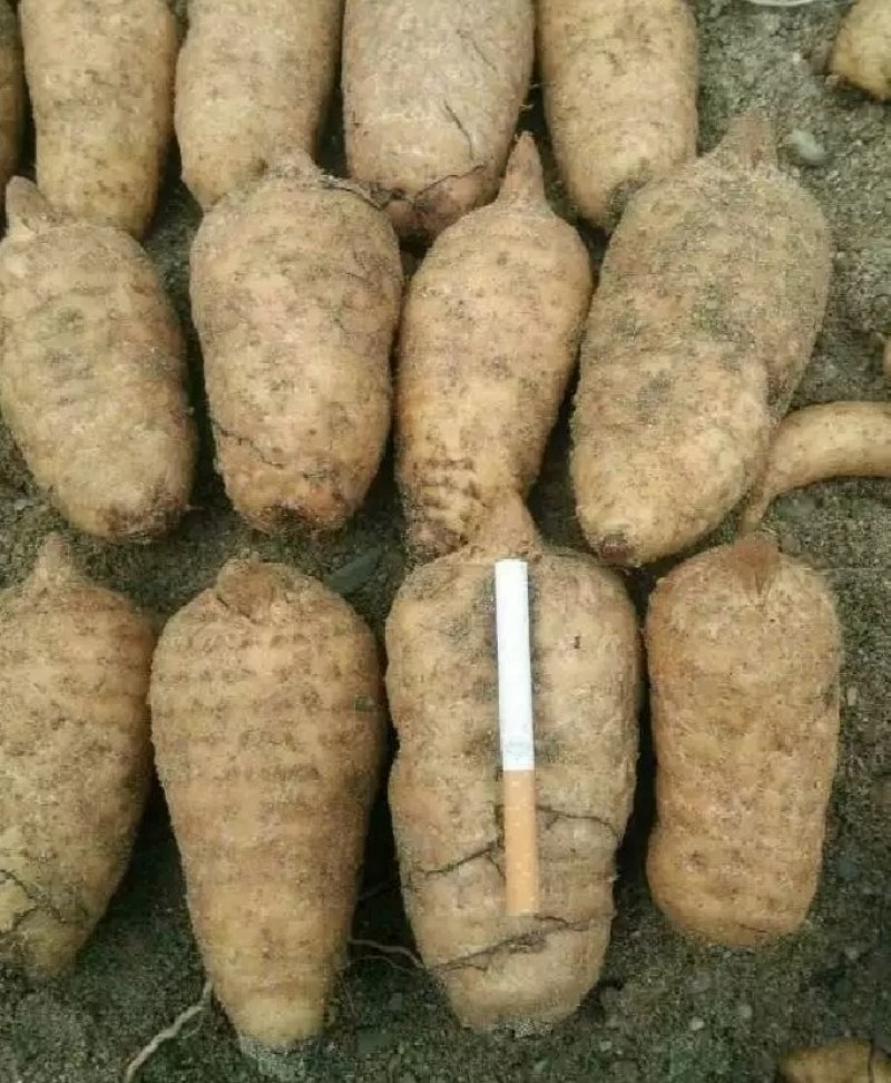 陕西汉中精品天麻，红天麻，杂交天麻，干天麻，新鲜天麻，