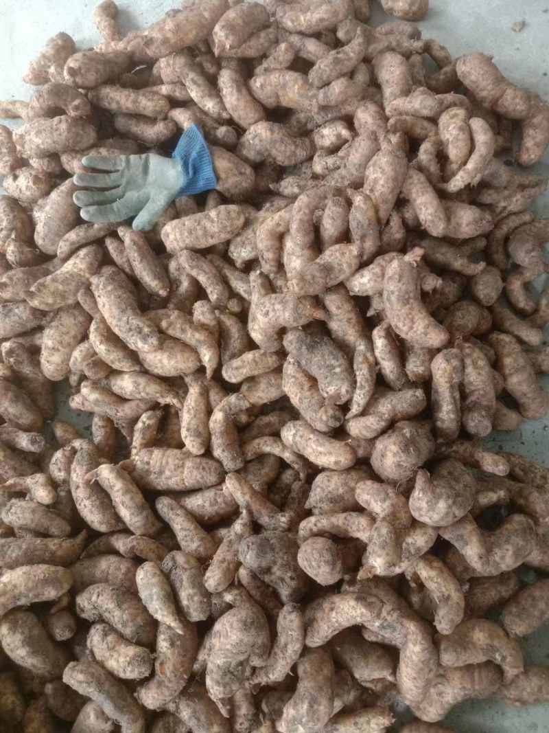 陕西汉中精品天麻，红天麻，杂交天麻，干天麻，新鲜天麻，