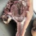 熟牛头肉