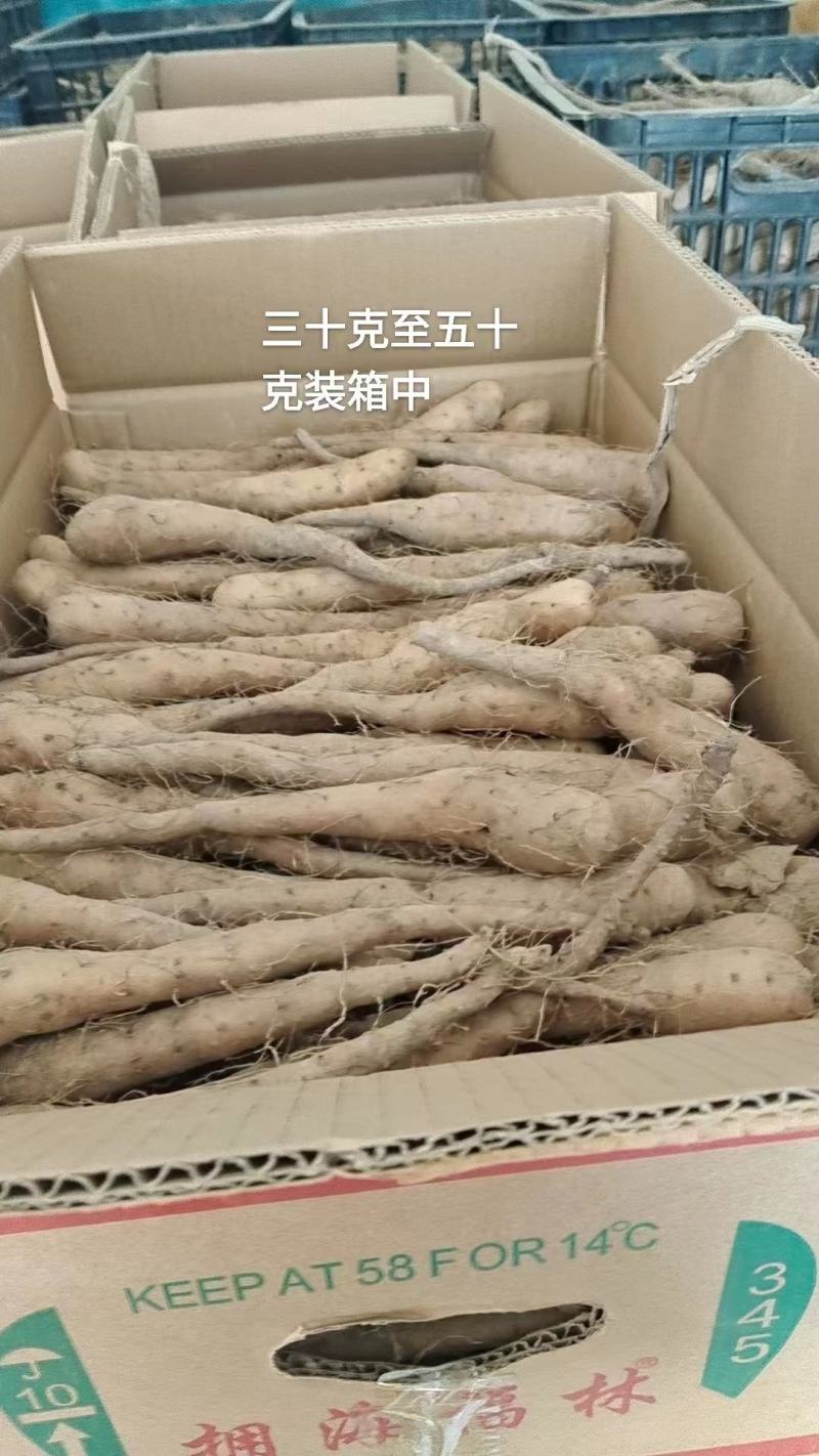 山东滨州新茬地无菌白玉山药苗欢迎广大种植户选购