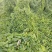 山东滨州新茬地无菌白玉山药苗欢迎广大种植户选购