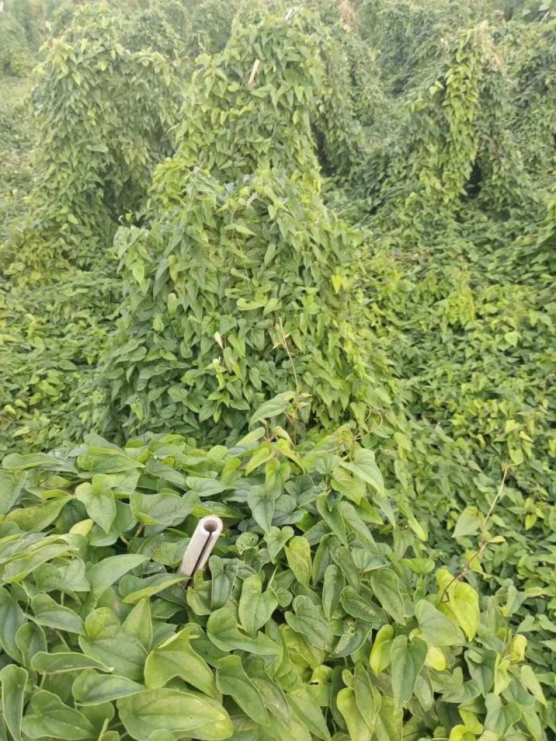 山东滨州新茬地无菌白玉山药苗欢迎广大种植户选购