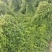 山东滨州新茬地无菌白玉山药苗欢迎广大种植户选购