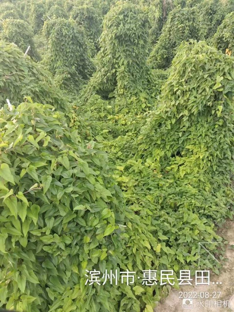 山东滨州新茬地无菌白玉山药苗欢迎广大种植户选购