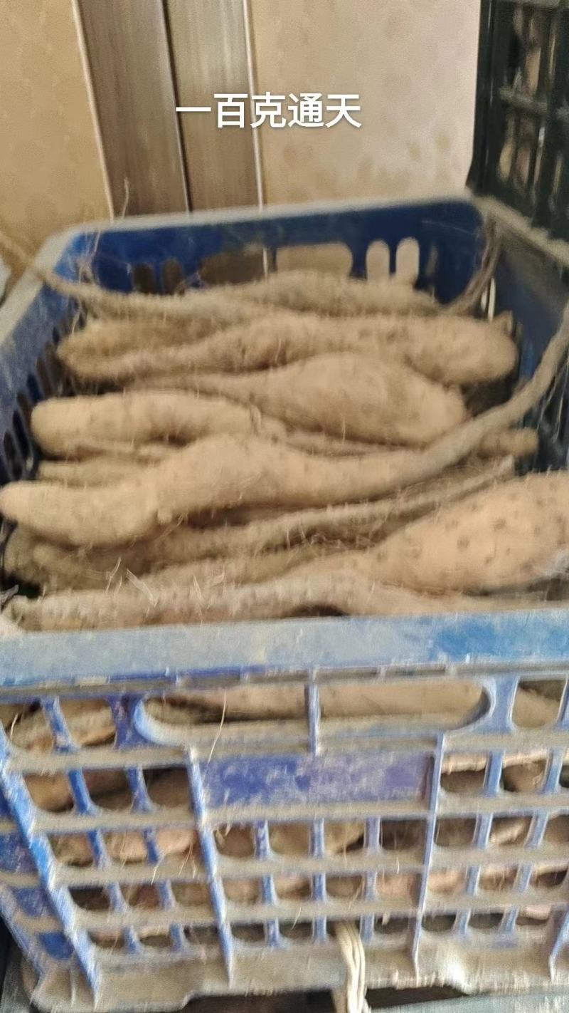 山东滨州新茬地无菌白玉山药苗欢迎广大种植户选购