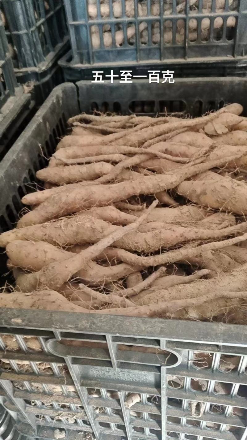 山东滨州新茬地无菌白玉山药苗欢迎广大种植户选购