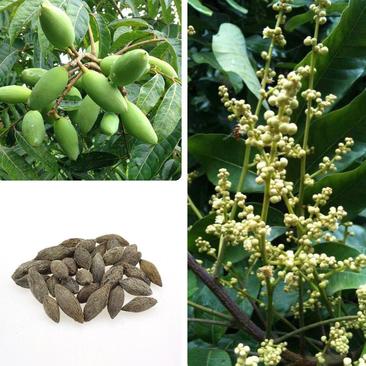 青橄榄种子观果种孑四季多年生中药材青果种籽