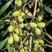 青橄榄种子观果种孑四季多年生中药材青果种籽