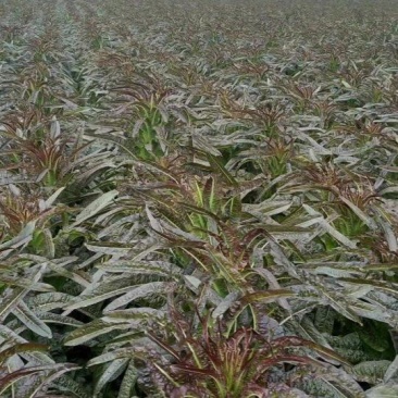 紫叶香莴苣～基地直供～货源充足～保证质量