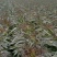 紫叶香莴苣～基地直供～货源充足～保证质量