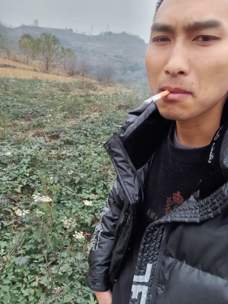 前胡贵州前胡交通方便一手货源物流发货