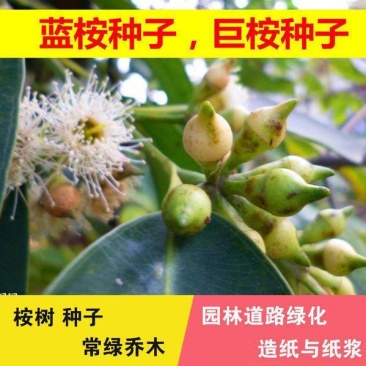 油桉种子桉树种子烧油产油桉树种子安种子