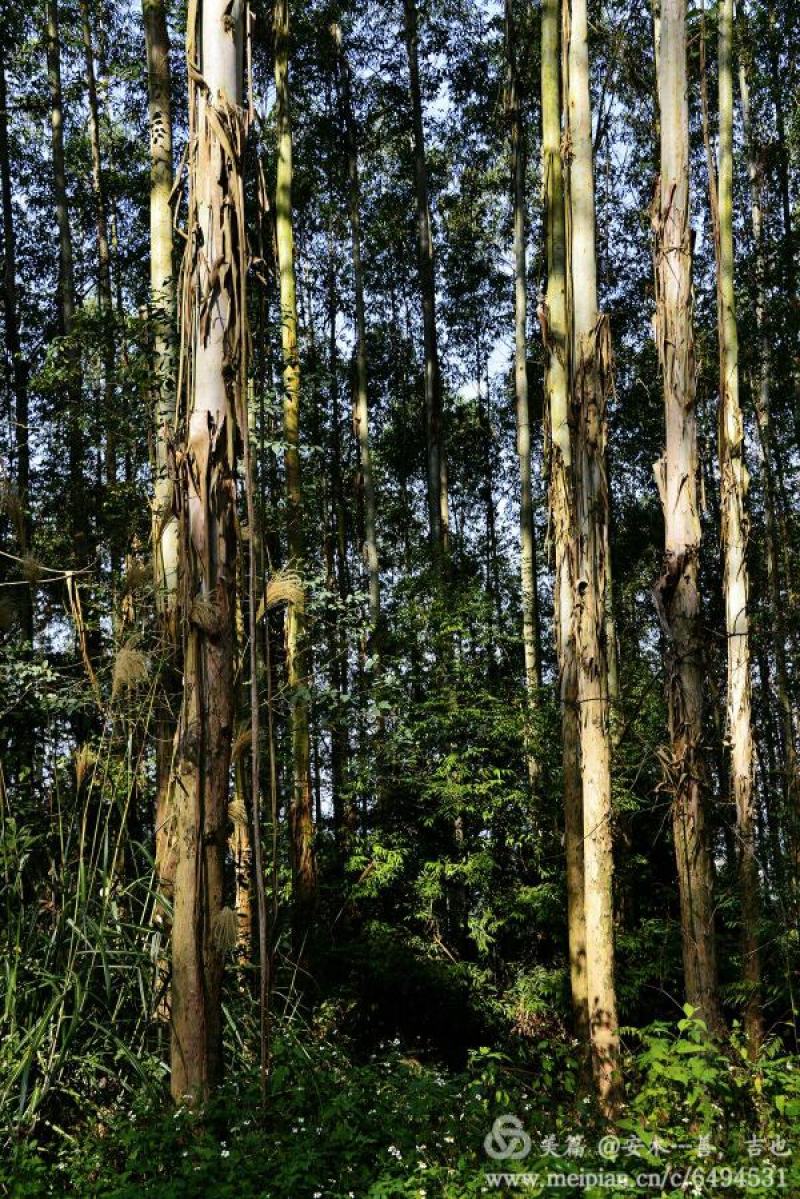 油桉种子桉树种子烧油产油桉树种子安种子