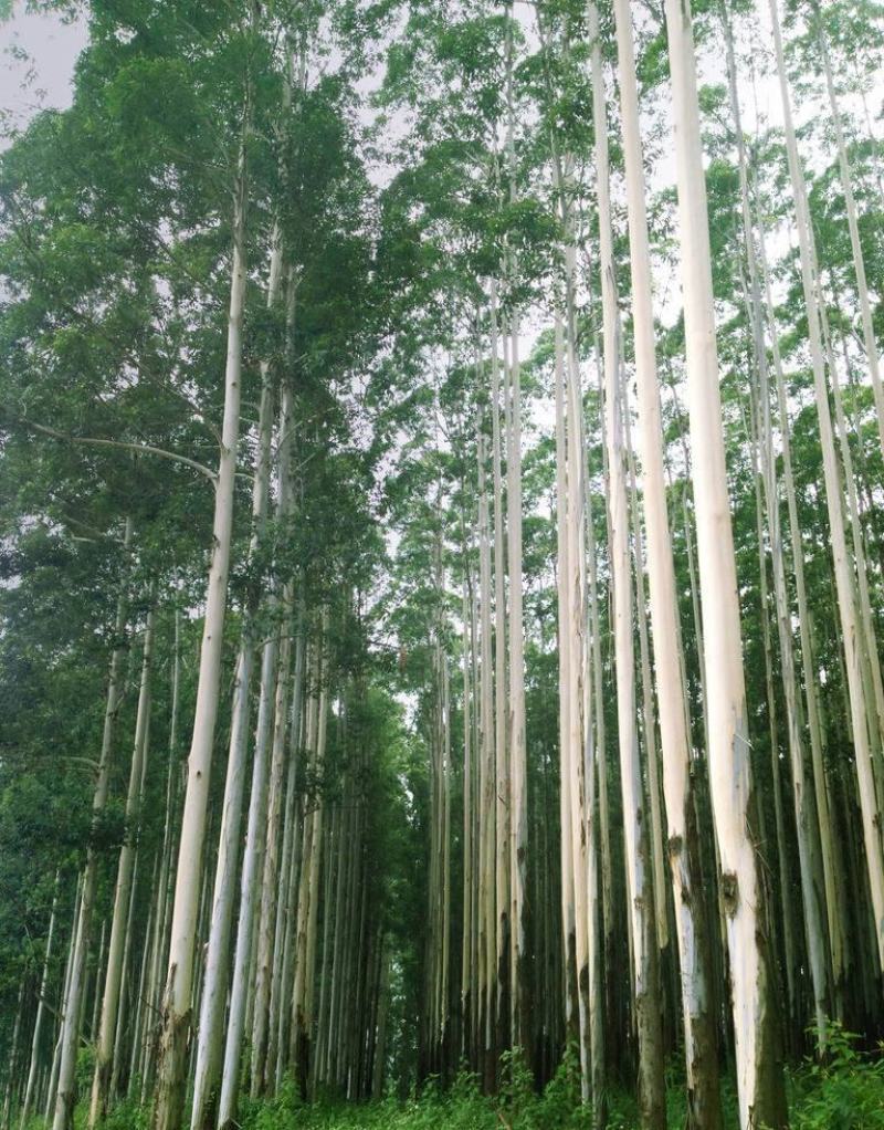 油桉种子桉树种子烧油产油桉树种子安种子