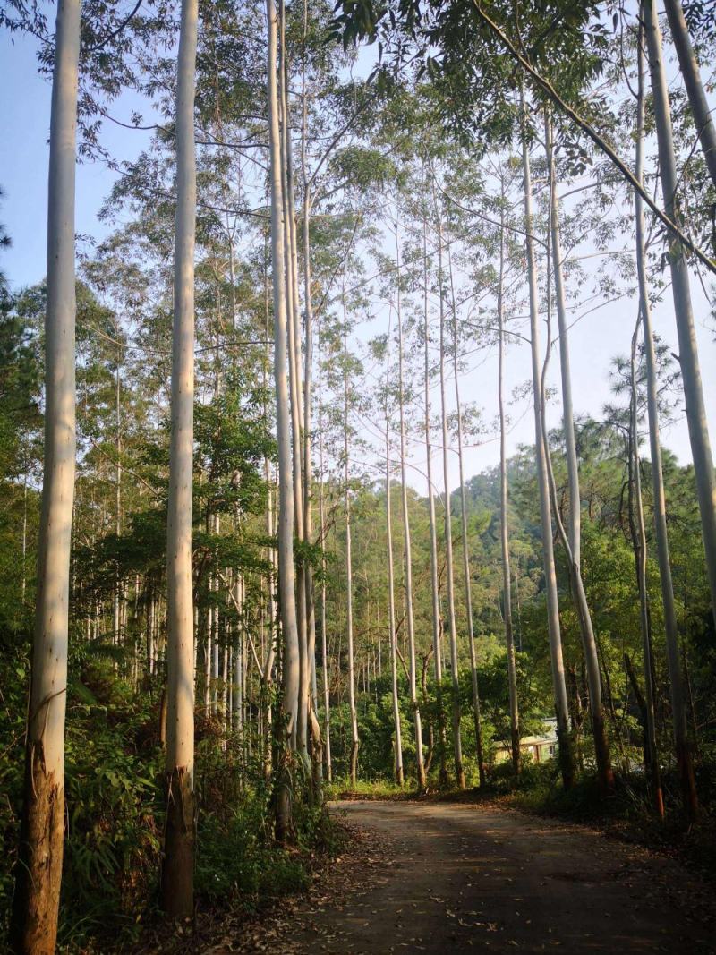 油桉种子桉树种子烧油产油桉树种子安种子