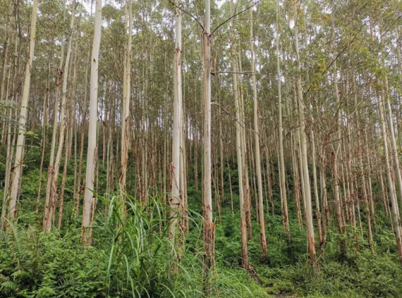 油桉种子桉树种子烧油产油桉树种子安种子