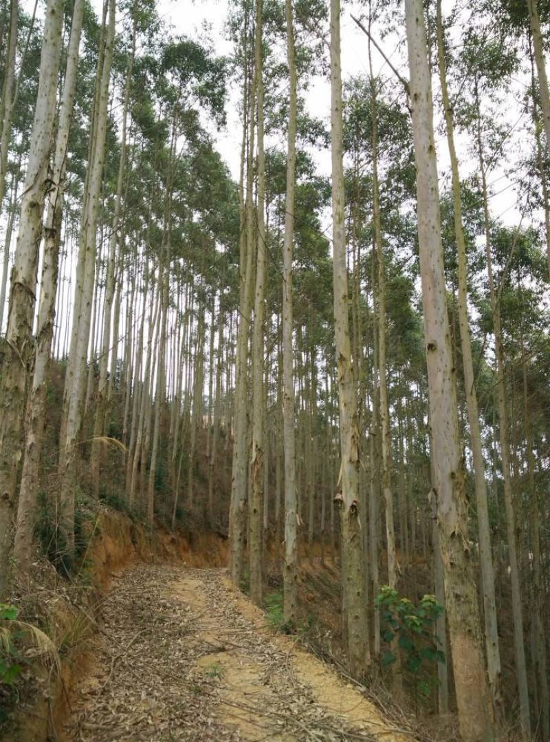 油桉种子桉树种子烧油产油桉树种子安种子