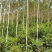 油桉种子桉树种子烧油产油桉树种子安种子