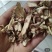 知母知母片知母丁河北产地知母中药材