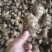 大量批发老姜母