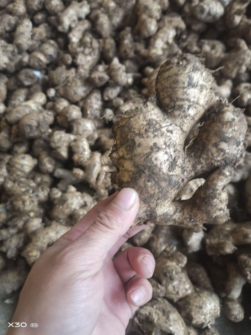大量批发老姜母