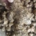 大量批发老姜母