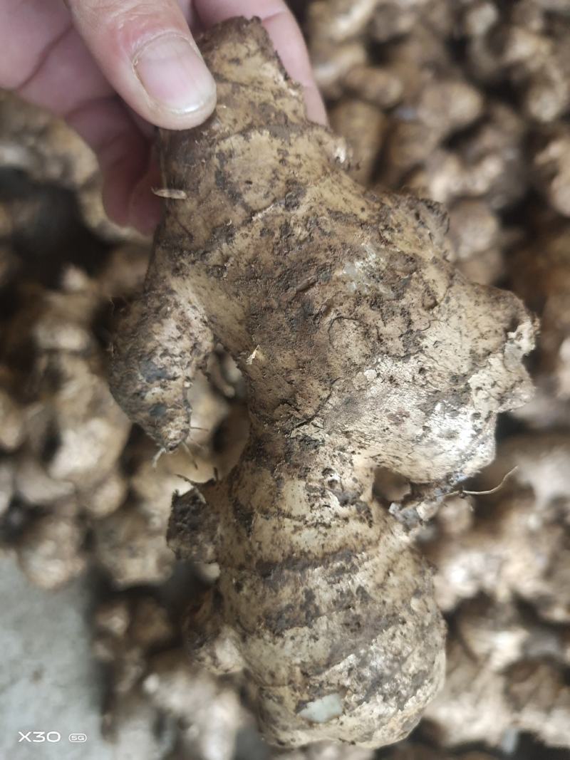 大量批发老姜母