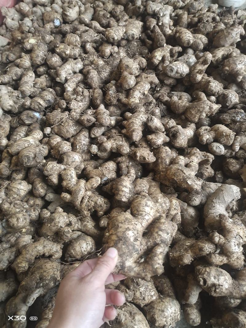 大量批发老姜母