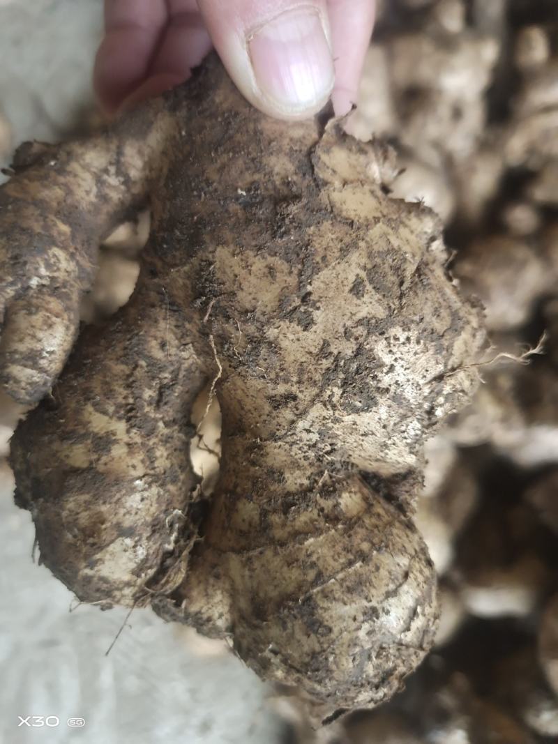 大量批发老姜母