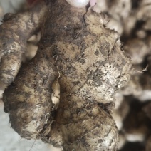 大量批发老姜母