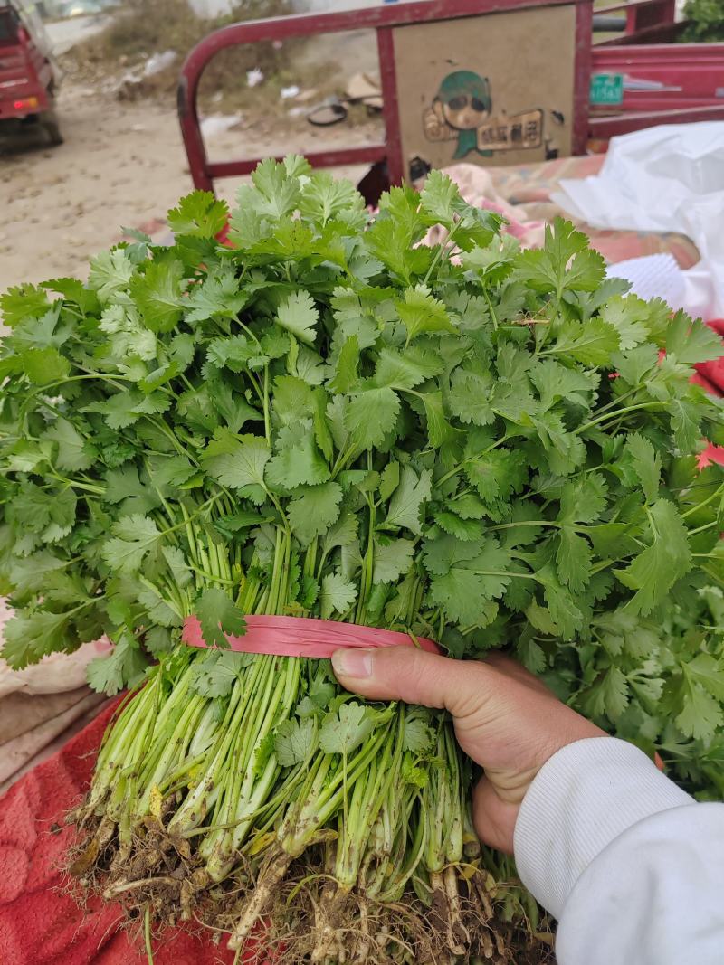 大叶香菜博爱香菜芫荽大量上市中产地一手货源小包装