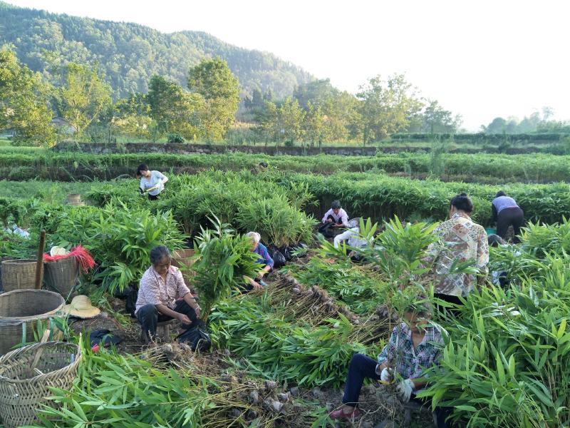 重庆毛竹苗（楠竹苗）大杯存活率高支持发快递现挖现发欢迎选购