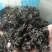 免洗地皮菜，泡发1-2次即可使用