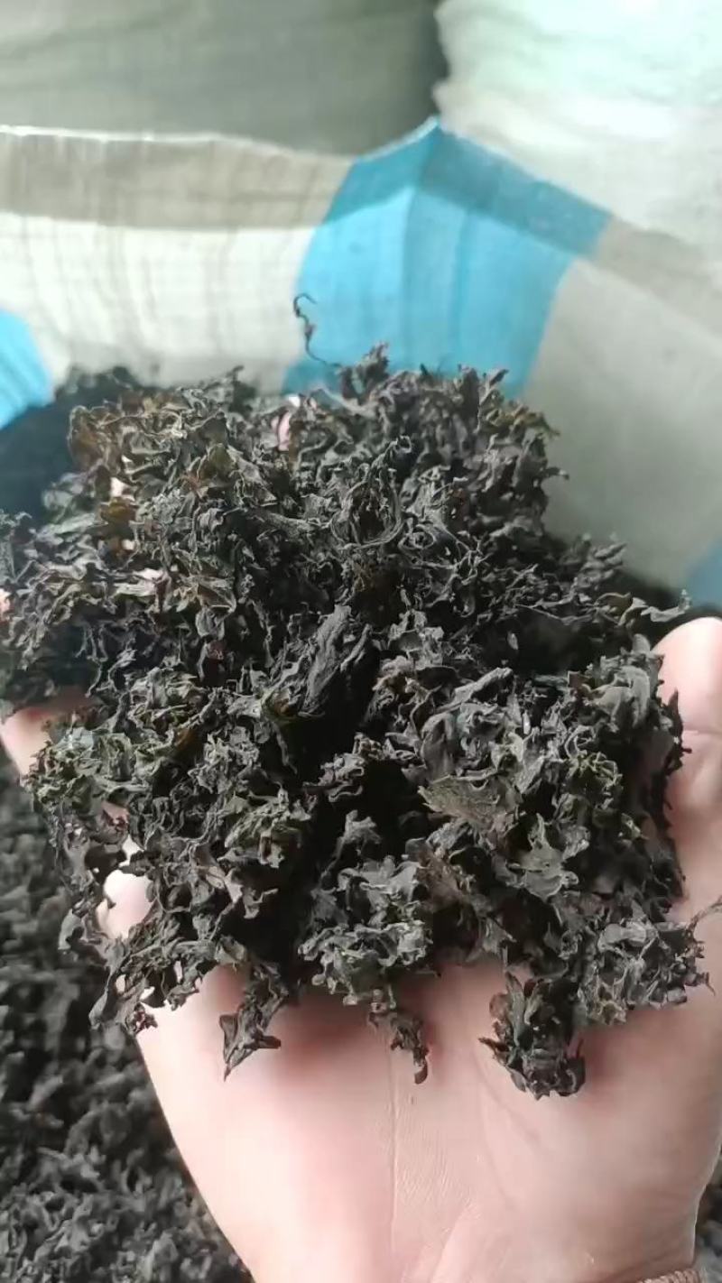 免洗地皮菜，泡发1-2次即可使用