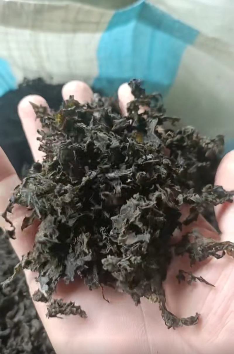 免洗地皮菜，泡发1-2次即可使用