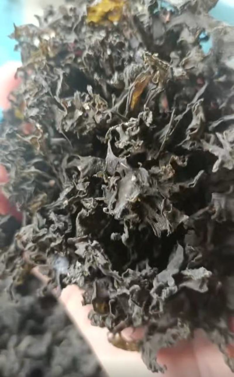 免洗地皮菜，泡发1-2次即可使用